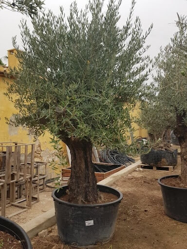 Olea Europaea